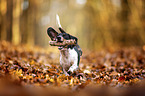 Dachshund in the autumn forest