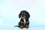 American Miniature Dachshund Puppy