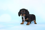 American Miniature Dachshund Puppy