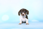 American Miniature Dachshund Puppy