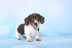 American Miniature Dachshund Puppy