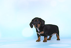 American Miniature Dachshund Puppy