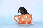 American Miniature Dachshund Puppy