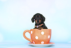 American Miniature Dachshund Puppy