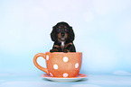American Miniature Dachshund Puppy