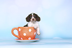 American Miniature Dachshund Puppy