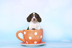 American Miniature Dachshund Puppy