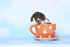 American Miniature Dachshund Puppy