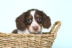 American Miniature Dachshund Puppy