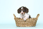 American Miniature Dachshund Puppy