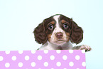 American Miniature Dachshund Puppy