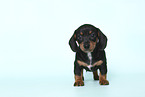 American Miniature Dachshund Puppy