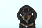 American Miniature Dachshund Puppy