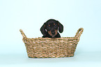 American Miniature Dachshund Puppy