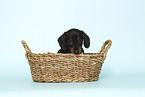 American Miniature Dachshund Puppy