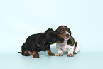 2 American Miniature Dachshund Puppies