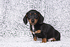 American Miniature Dachshund Puppy