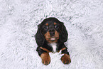 American Miniature Dachshund Puppy
