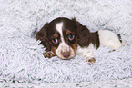 American Miniature Dachshund Puppy