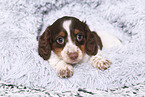 American Miniature Dachshund Puppy