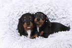 American Miniature Dachshund Puppy
