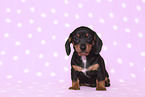 American Miniature Dachshund Puppy