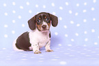 American Miniature Dachshund Puppy