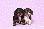 2 American Miniature Dachshund Puppies