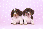 2 American Miniature Dachshund Puppies