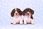 2 American Miniature Dachshund Puppies