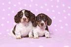 2 American Miniature Dachshund Puppies