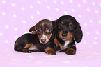 2 American Miniature Dachshund Puppies
