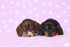 2 American Miniature Dachshund Puppies