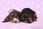 2 American Miniature Dachshund Puppies