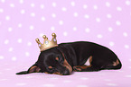 American Miniature Dachshund Puppy