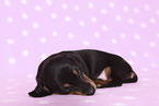 American Miniature Dachshund Puppy