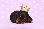 American Miniature Dachshund Puppy