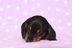 American Miniature Dachshund Puppy