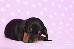 American Miniature Dachshund Puppy