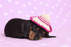 American Miniature Dachshund Puppy