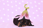 American Miniature Dachshund Puppy