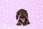 American Miniature Dachshund Puppy