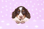 American Miniature Dachshund Puppy