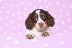 American Miniature Dachshund Puppy