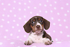 American Miniature Dachshund Puppy