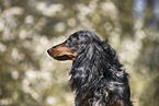 female american miniature dachshund