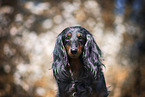 female american miniature dachshund
