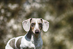 male american miniature dachshund