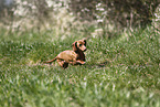 female american miniature dachshund