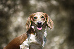 female american miniature dachshund